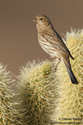 BIRDS OF THE WESTERN US